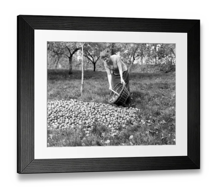 Framed Print : Cider Making in Devenshire. 5 November 1922 Framed Print : Cider Making in Devenshire. 5 November 1922