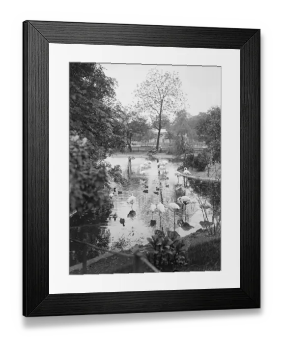 Framed Print : Flamingoes in their summer quarters. Flamingoes in their summer quarters at the zoo