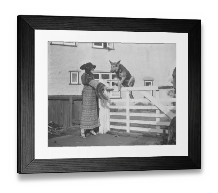 Framed Print : Mrs G Duller trains thoroughbred horses and alsatian wolfhounds at her residence at Epsom Framed Print : Mrs G Duller trains thoroughbred horses and alsatian wolfhounds at her residence at Epsom