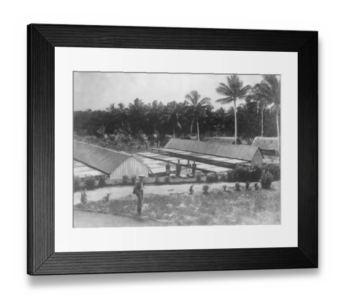 Framed Print : German East Africa Nuala, A drying ground on a copra estate August 1921