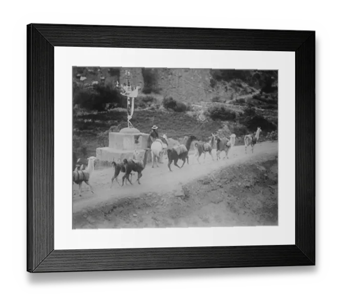 Framed Print : The Llama caravan. An interesting picture from Peru, showing a Llama park train Framed Print : The Llama caravan. An interesting picture from Peru, showing a Llama park train