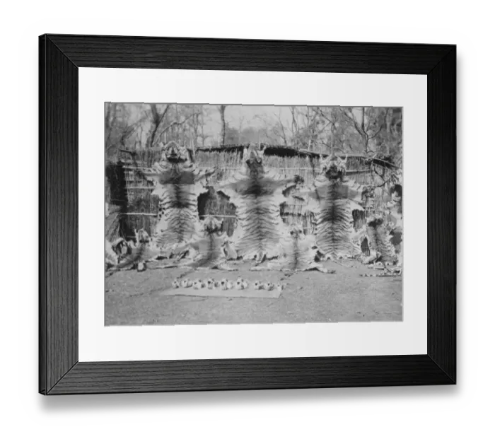 Framed Print : General Bruce on record tiger shooting expedition. The nine tiger skins
