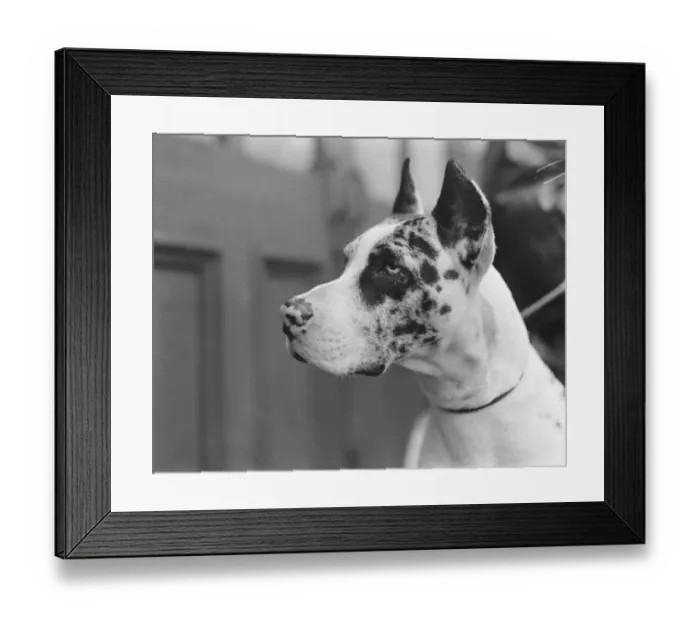 Framed Print : Great Kennel Club show at Crystal Palace. The proud mastiff, Bernicea of Ashenhurst Framed Print : Great Kennel Club show at Crystal Palace. The proud mastiff, Bernicea of Ashenhurst