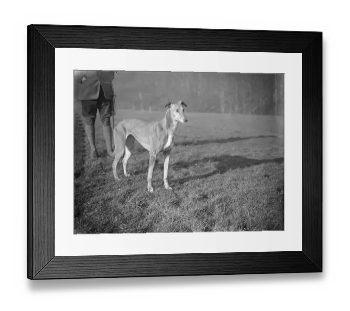 Framed Print : The Dog Derby. Great hopes of Lord Tweedmouths Tricky Lass for the Waterloo Cup Framed Print : The Dog Derby. Great hopes of Lord Tweedmouths Tricky Lass for the Waterloo Cup