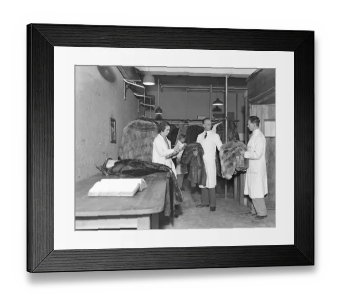 Framed Print : Furs in cold storage at Harrods, where over 5, 000 valuables of a gross value of a
