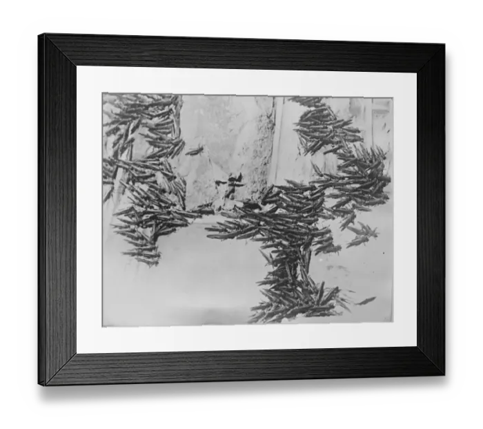 Framed Print : Farmers grim fight with huge clouds of locusts. Flourishing crops destroyed in Framed Print : Farmers grim fight with huge clouds of locusts. Flourishing crops destroyed in