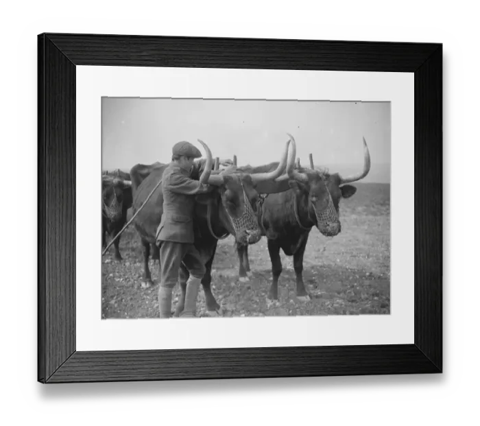 Framed Print : Oxen at work on the land in Sussex Exeat new barn farm, Seaford 26 July 1923 Framed Print : Oxen at work on the land in Sussex Exeat new barn farm, Seaford 26 July 1923