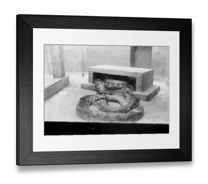 Framed Print : At the Zoo Reticulated python 13 January 1928 Framed Print : At the Zoo Reticulated python 13 January 1928