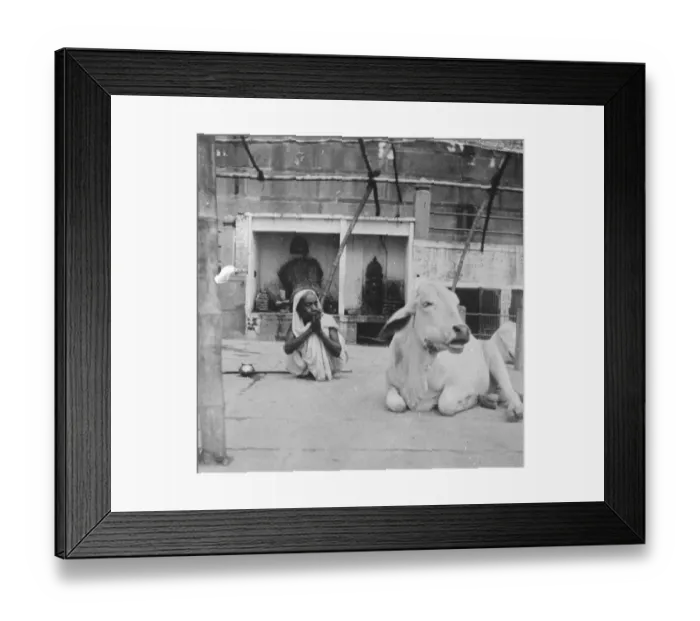 Framed Print : Praying to a holy cow. A curious snapshot from Benares in India, showing a Hindu Framed Print : Praying to a holy cow. A curious snapshot from Benares in India, showing a Hindu