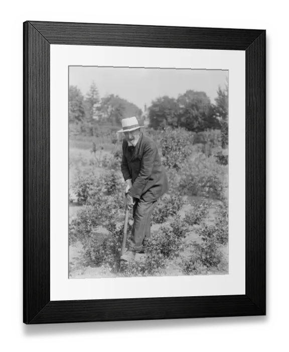 Framed Print : Moderation The Secret of Long Life Mr Charles Tulley of Hassocks Surrey who is Framed Print : Moderation The Secret of Long Life Mr Charles Tulley of Hassocks Surrey who is