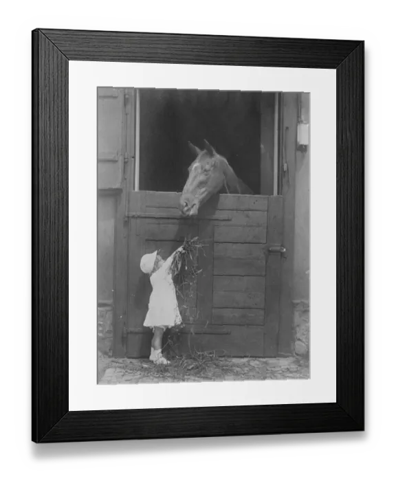 Framed Print : Austrias youngest race horse owner. The Countess Wurmbrand about to feed her Framed Print : Austrias youngest race horse owner. The Countess Wurmbrand about to feed her