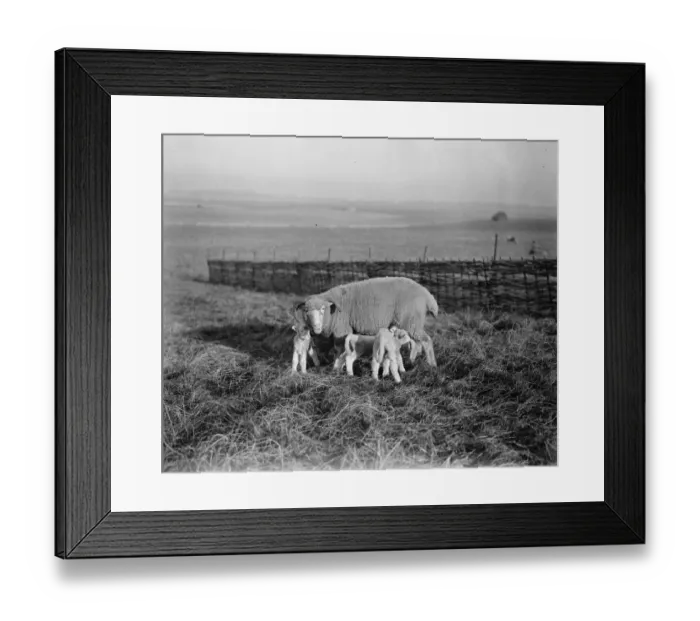 Framed Print : A family party. The lambing season is in progress in Dorset, where this photograph Framed Print : A family party. The lambing season is in progress in Dorset, where this photograph