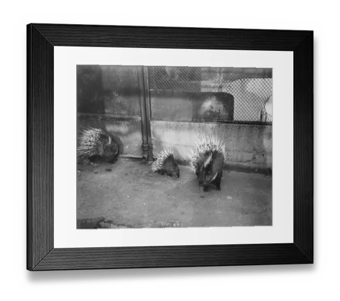 Framed Print : Another Zoo baby. Young porcupine named after the Prince of Wales. Edward