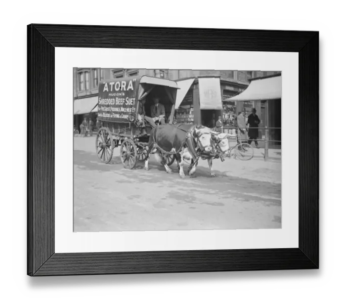 Framed Print : An ox drawn cart at Banbury 28 March 1923