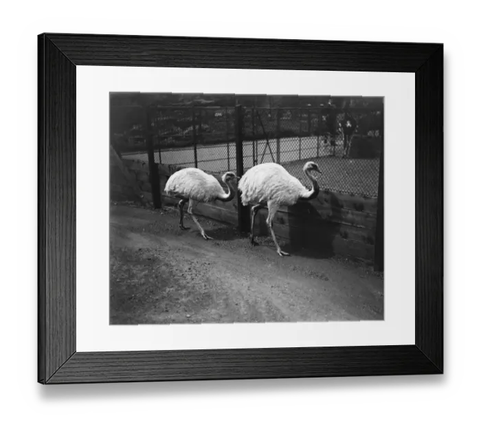 Framed Print : The white sisters. Two snow white emus which have arrived at the zoo. 20 May 1920 Framed Print : The white sisters. Two snow white emus which have arrived at the zoo. 20 May 1920