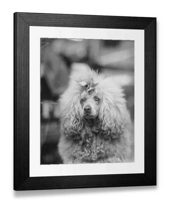 Framed Print : ?100, 000 worth of dogs at the Great Kennel Club Show at Crystal Palace. A charming Framed Print : ?100, 000 worth of dogs at the Great Kennel Club Show at Crystal Palace. A charming