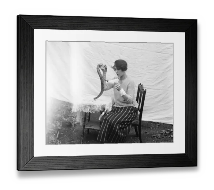Framed Print : Miss Delhi feeding her pet baby boa constrictor with bottles of milk. August 1922 Framed Print : Miss Delhi feeding her pet baby boa constrictor with bottles of milk. August 1922