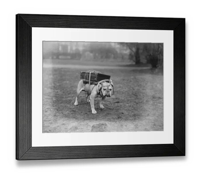 Framed Print : A very portable wireless This typical bull dog is quite contented with his equipment Framed Print : A very portable wireless This typical bull dog is quite contented with his equipment