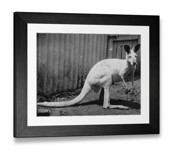 Framed Print : White kangaroo Princess. 12 November 1919 Framed Print : White kangaroo Princess. 12 November 1919
