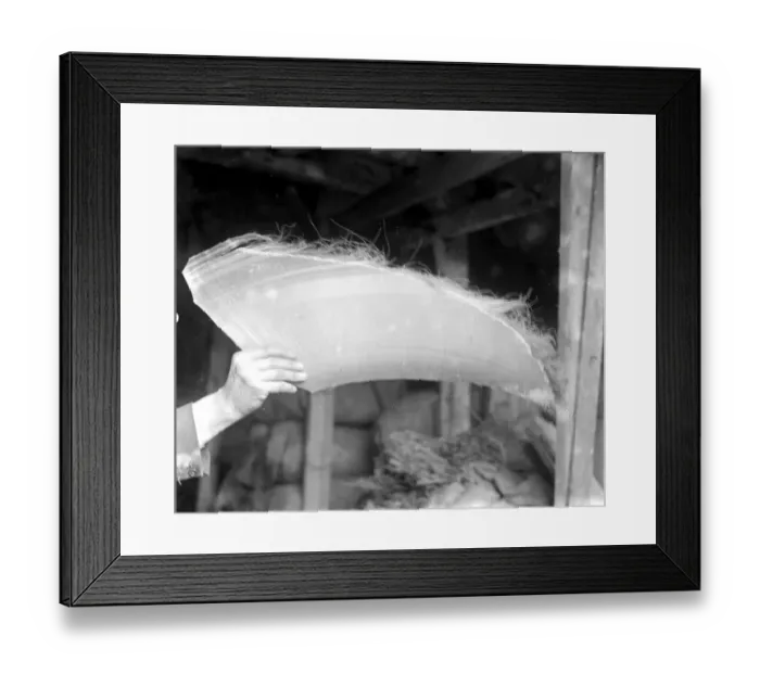 Framed Print : Whalebone cutting - A Leyton industry. The raw matfderial whalebone is produced Framed Print : Whalebone cutting - A Leyton industry. The raw matfderial whalebone is produced