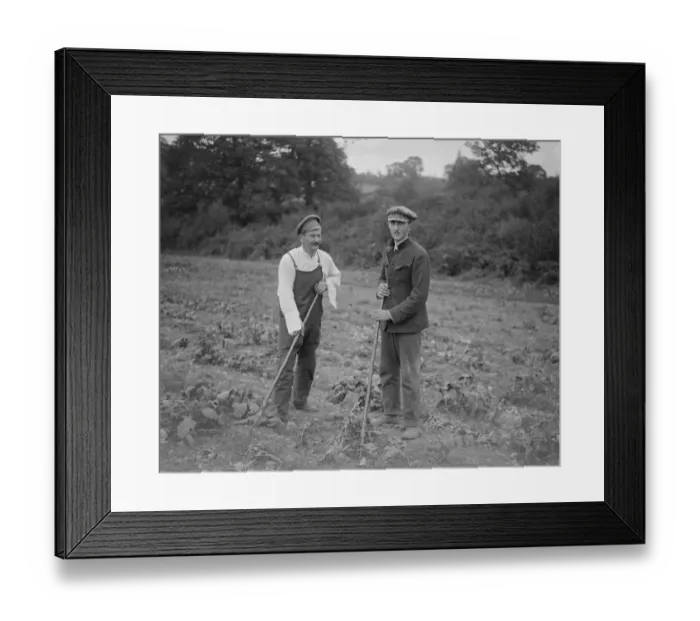 Framed Print : Two Russian Princes are among a party of refugees engaged in Agricultural work at Headley