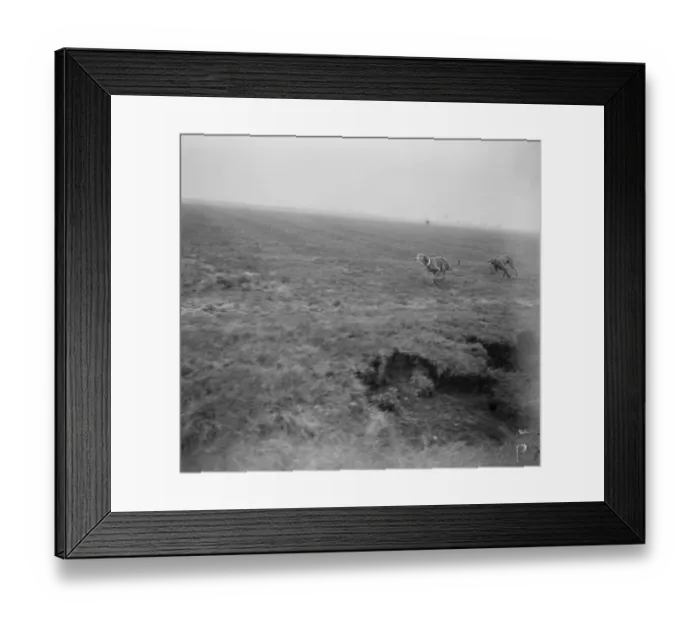 Framed Print : The Waterloo Cup at Altcar. Nearing the quarry, a striking Waterloo Cup snapshort