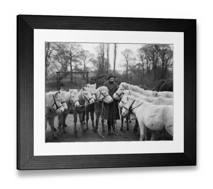 Framed Print : Tyrwhitt Drake prepares royal cream ponies for Christmas pantomimes. 19 November 1926 Framed Print : Tyrwhitt Drake prepares royal cream ponies for Christmas pantomimes. 19 November 1926