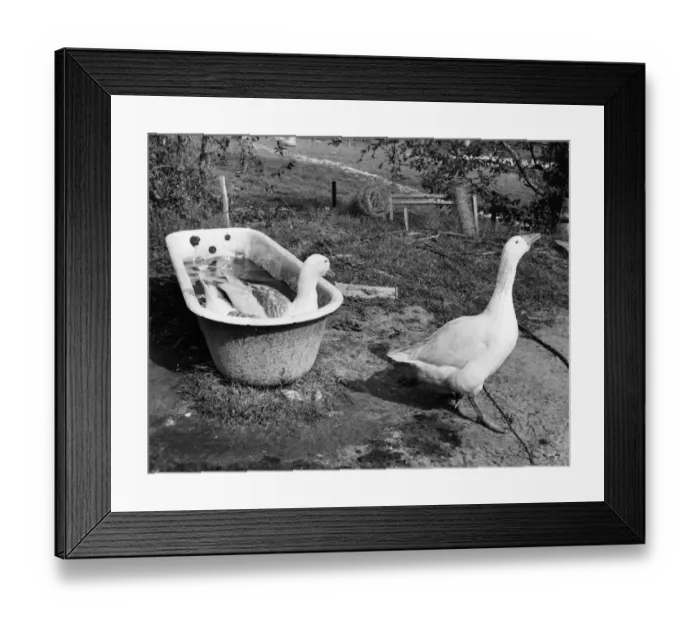 Framed Print : Two Geese have a bath in an old bath tub undated