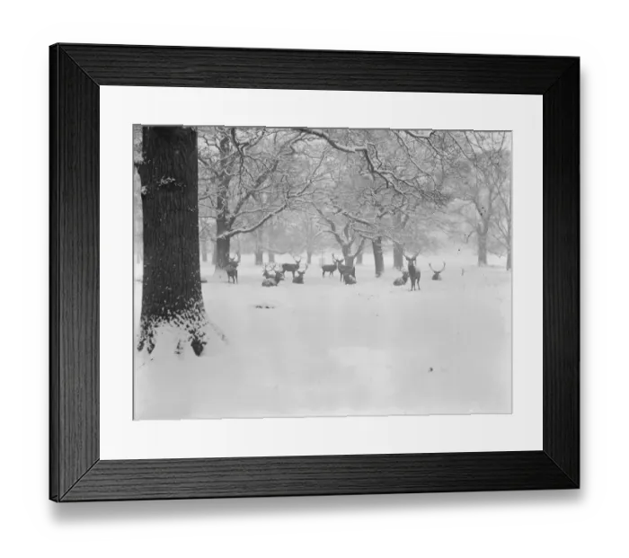Framed Print : Nature as artist. An artistic winter study in Windsor, Great Park. 15 January 1926 Framed Print : Nature as artist. An artistic winter study in Windsor, Great Park. 15 January 1926