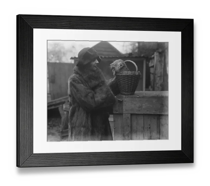 Framed Print : New Lion cubs born at private menagerie of Mr G Tyrwhitt Drake at Maidstone. Mrs Framed Print : New Lion cubs born at private menagerie of Mr G Tyrwhitt Drake at Maidstone. Mrs
