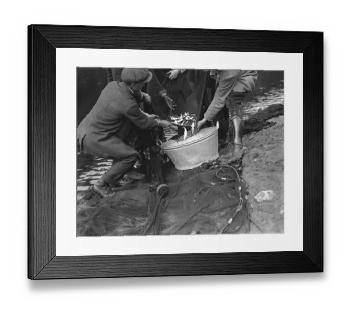 Framed Print : Netting salmon smolts on the River Wye Framed Print : Netting salmon smolts on the River Wye