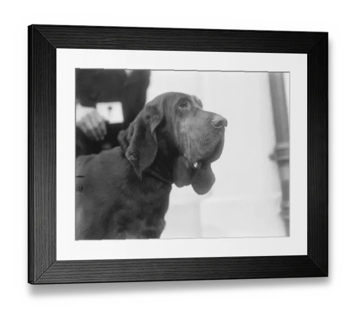 Framed Print : Championship Dog Show of the Kensington Canine Society at Holland Park Rink, London Framed Print : Championship Dog Show of the Kensington Canine Society at Holland Park Rink, London