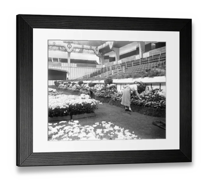 Framed Print : Great Horse Show at Olympia 30000 blooms, trees and shrubs, in banks and bowers