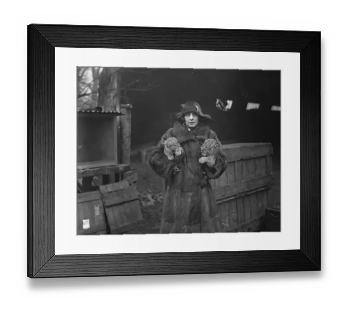 Framed Print : New Lion cubs born at private menagerie of Mr G Tyrwhitt Drake at Maidstone. Mrs Framed Print : New Lion cubs born at private menagerie of Mr G Tyrwhitt Drake at Maidstone. Mrs