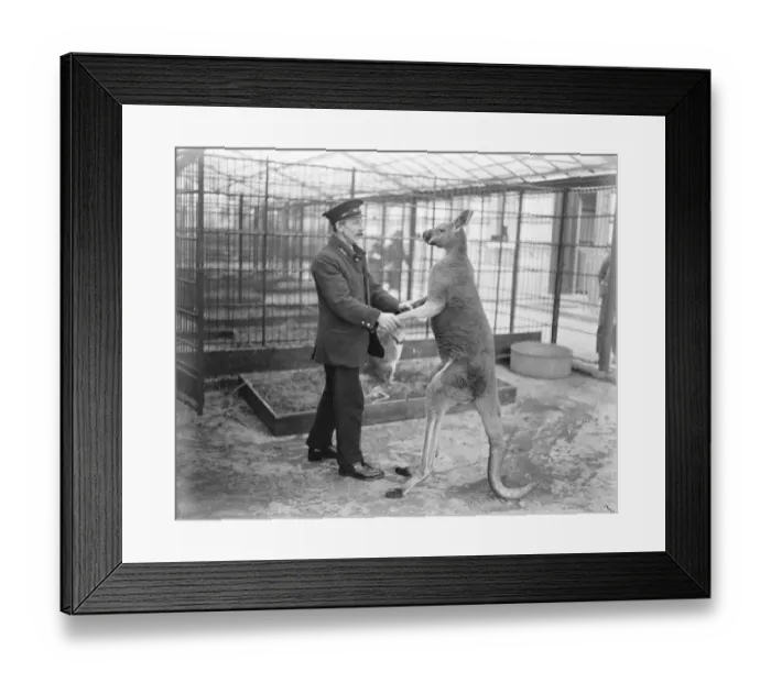 Framed Print : Baby kangaroo just born at the zoo. The latest Zoo thrill is the arrival of a baby kangaroo Framed Print : Baby kangaroo just born at the zoo. The latest Zoo thrill is the arrival of a baby kangaroo
