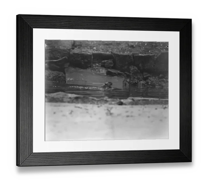 Framed Print : Tarzan of the waves. Zoo monkey goes a swimming. 27 May 1921 Framed Print : Tarzan of the waves. Zoo monkey goes a swimming. 27 May 1921