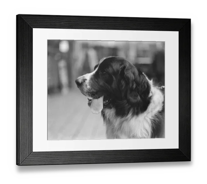 Framed Print : Kennel Club Associations Dog Show at the Crystal Palace. Norwich Captain a Framed Print : Kennel Club Associations Dog Show at the Crystal Palace. Norwich Captain a