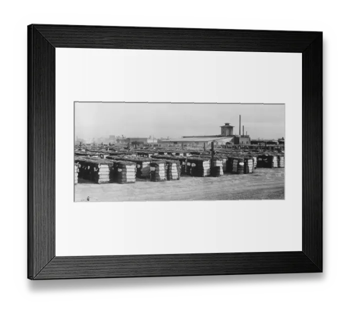 Framed Print : Cheap American cotton for Lancashire. An interesting picture from San Diego, showing Framed Print : Cheap American cotton for Lancashire. An interesting picture from San Diego, showing
