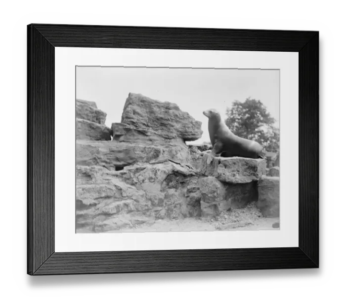 Framed Print : The Zoos new baby. The baby sea lion at the Zoo is making good progress Framed Print : The Zoos new baby. The baby sea lion at the Zoo is making good progress