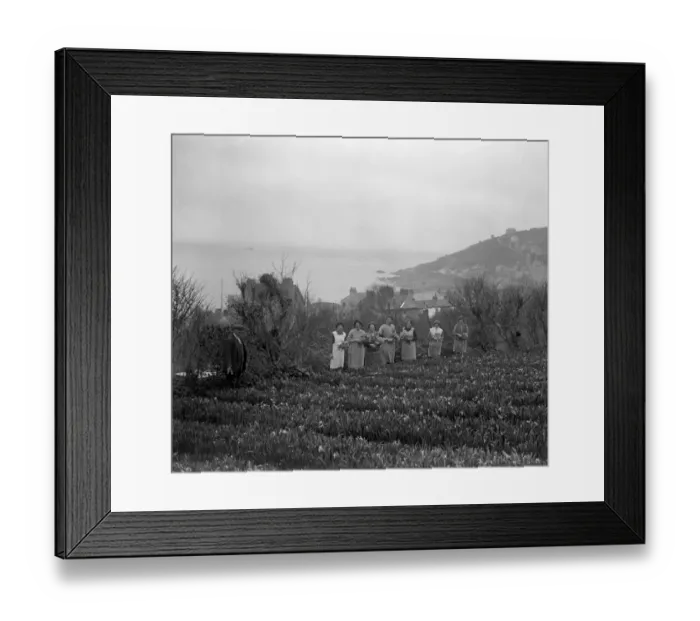 Framed Print : Women in the flower fields, cutting the flowers ( narcissi and daffodils ) for