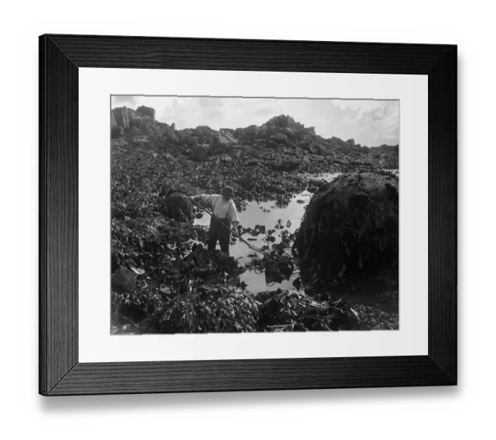 Framed Print : A man sifts through the seaweed for ormers or abalone in the Channel Islands. 8 Framed Print : A man sifts through the seaweed for ormers or abalone in the Channel Islands. 8