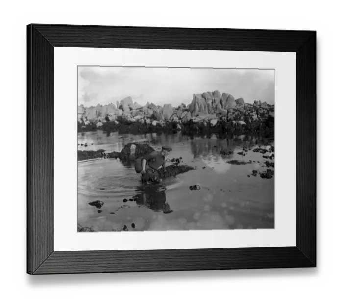 Framed Print : A Channel Islander makes his way through the shallows with his catch of ormers or