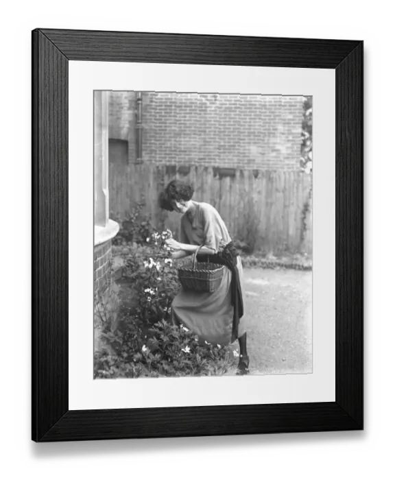 Framed Print : Duchess of Leinster by the Sea The Duchess of Leinster gatheringgarden flowers Framed Print : Duchess of Leinster by the Sea The Duchess of Leinster gatheringgarden flowers