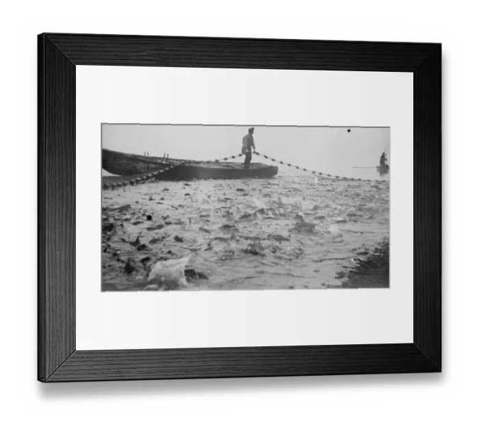 Framed Print : Salmon fishing Kamchatka, A boiling cauldron of fish in Russia 1920