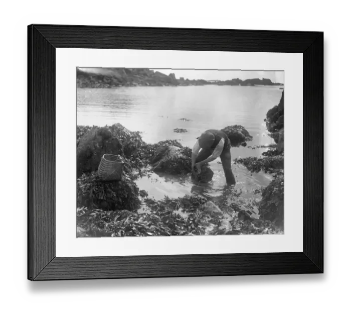 Framed Print : A man looking for ormers or abalone (shellfish) along the seashore in the Channel Islands Framed Print : A man looking for ormers or abalone (shellfish) along the seashore in the Channel Islands
