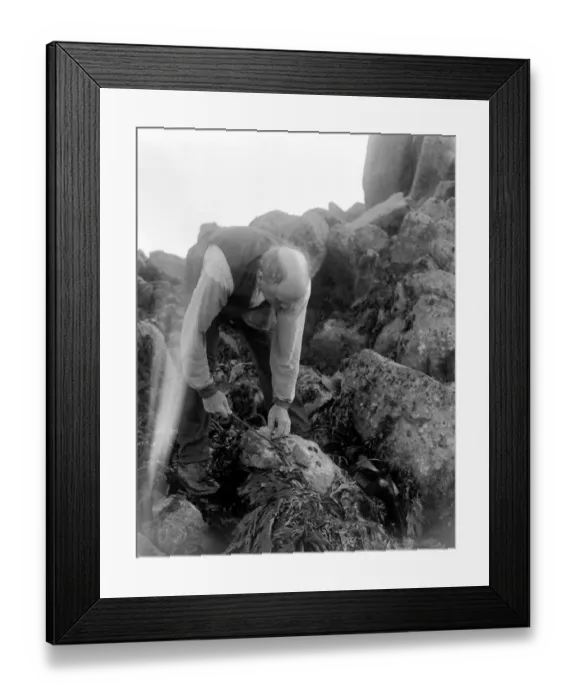 Framed Print : A man looking for ormers or abalone (shellfish) along the seashore in the Channel Islands Framed Print : A man looking for ormers or abalone (shellfish) along the seashore in the Channel Islands