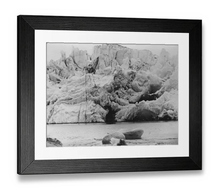 Framed Print : Finest close - up of its kind that has ever been made. A wonderful picture of Framed Print : Finest close - up of its kind that has ever been made. A wonderful picture of