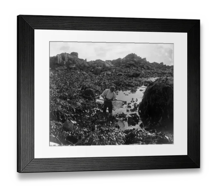 Framed Print : A man fishing for ormers or abalone (shellfish) with his net along the seashore in Framed Print : A man fishing for ormers or abalone (shellfish) with his net along the seashore in