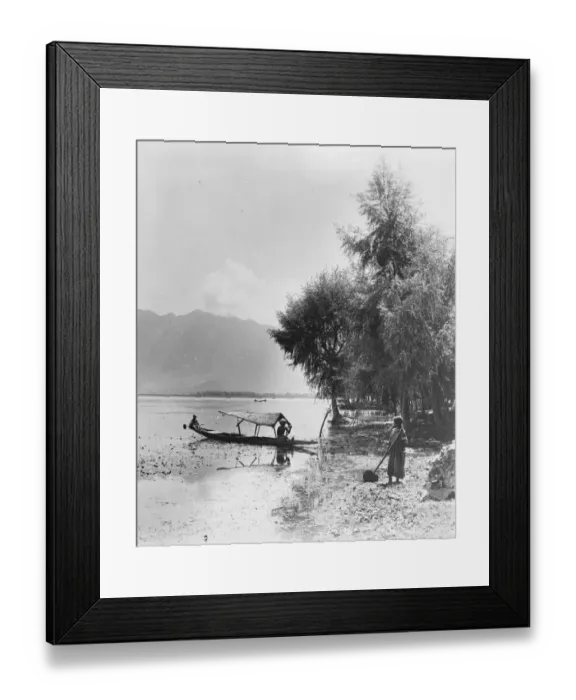 Framed Print : Kashmir, India. A boatman collecting Singara, a kind of fruit that grows in the water Framed Print : Kashmir, India. A boatman collecting Singara, a kind of fruit that grows in the water
