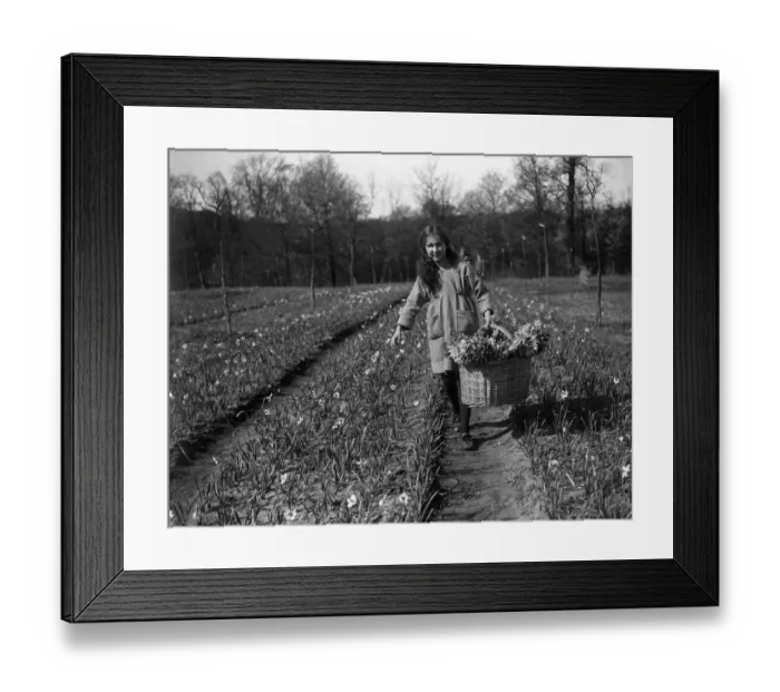Framed Print : A small girl with a large crop - Miss Joy Lummis returning with the results of her labours Framed Print : A small girl with a large crop - Miss Joy Lummis returning with the results of her labours